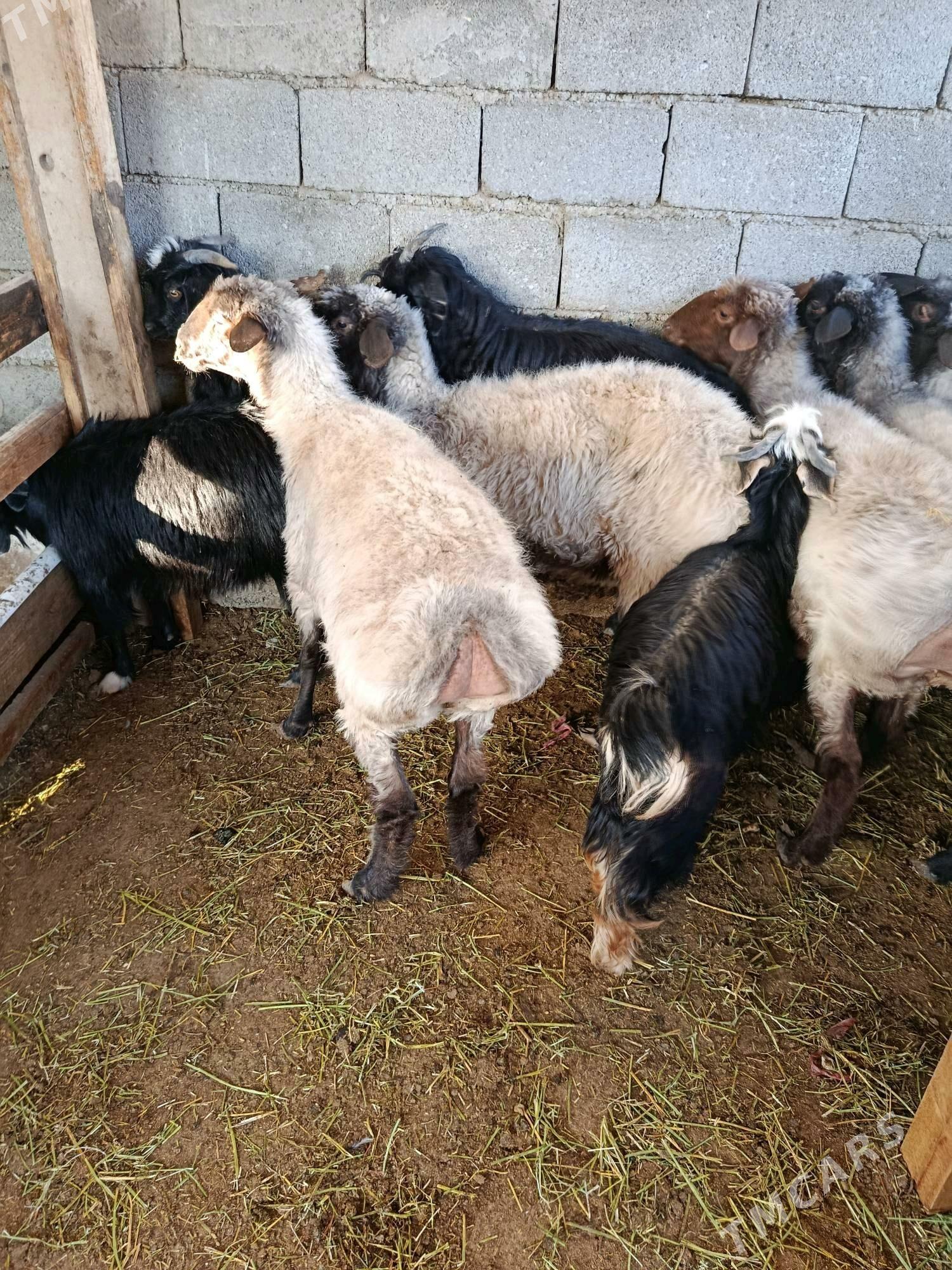 bakyly goyun - Чоганлы - img 3