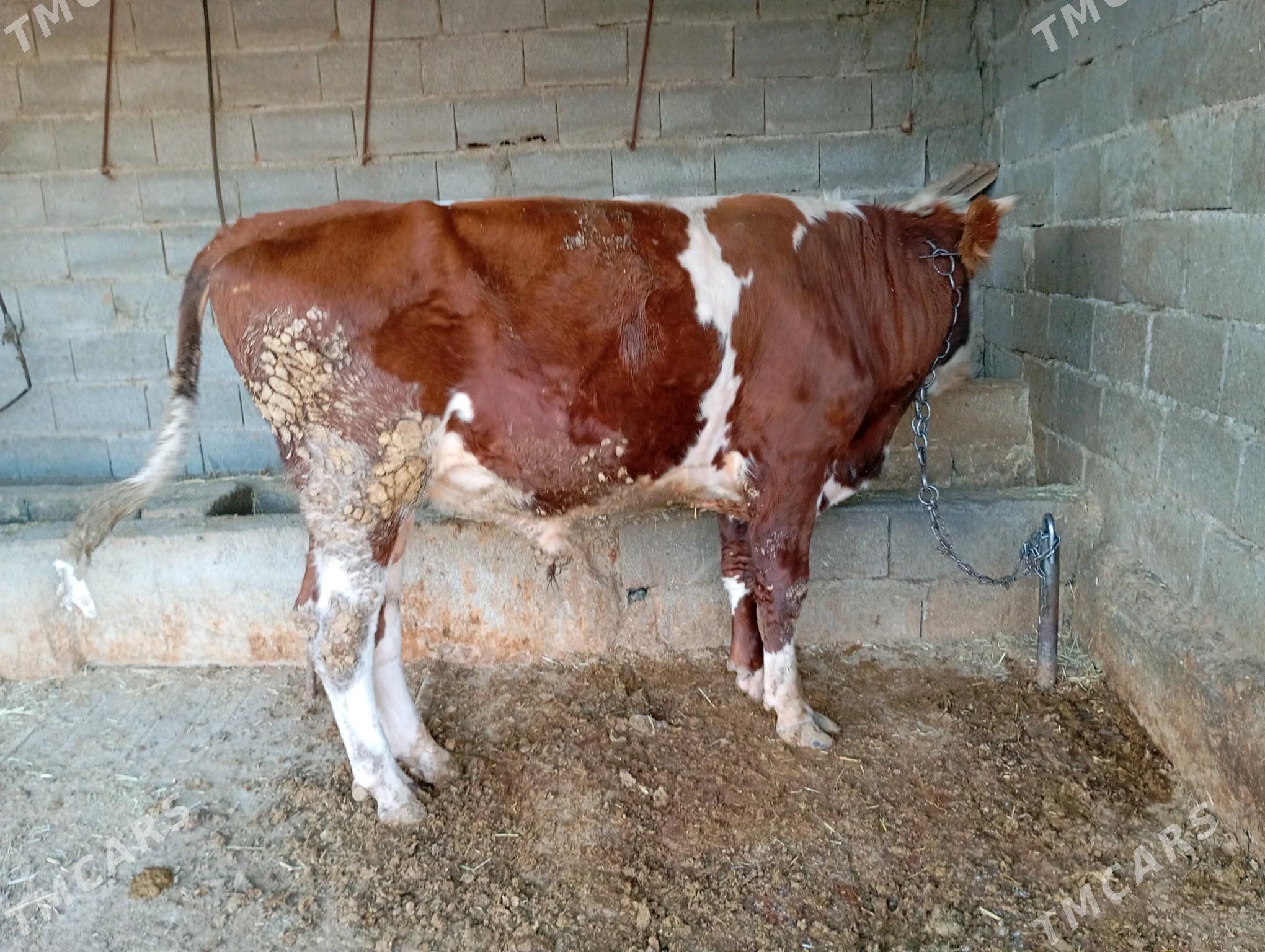 ökuz - Bäherden - img 1