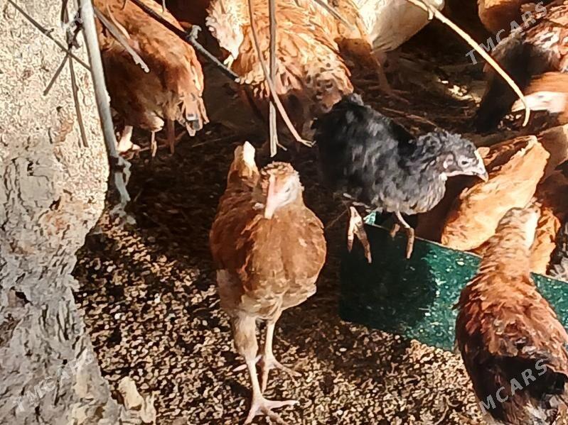 juje - Gökje - img 1