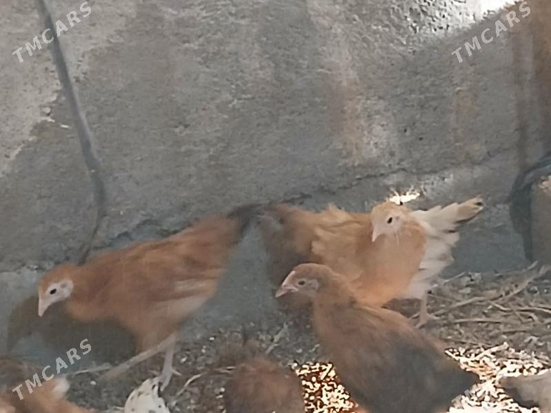 juje - Gökje - img 2