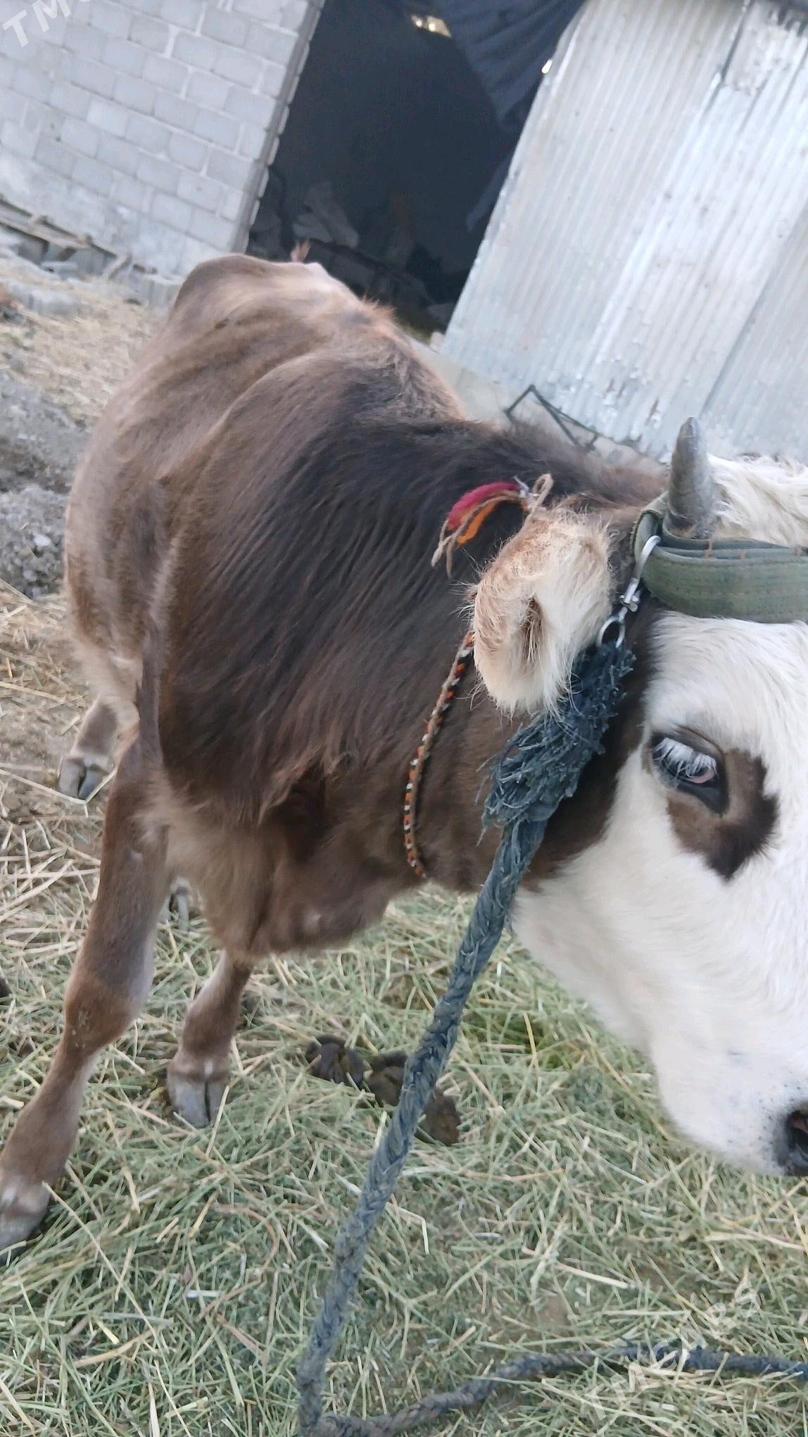 Tuwe - Gökdepe - img 1