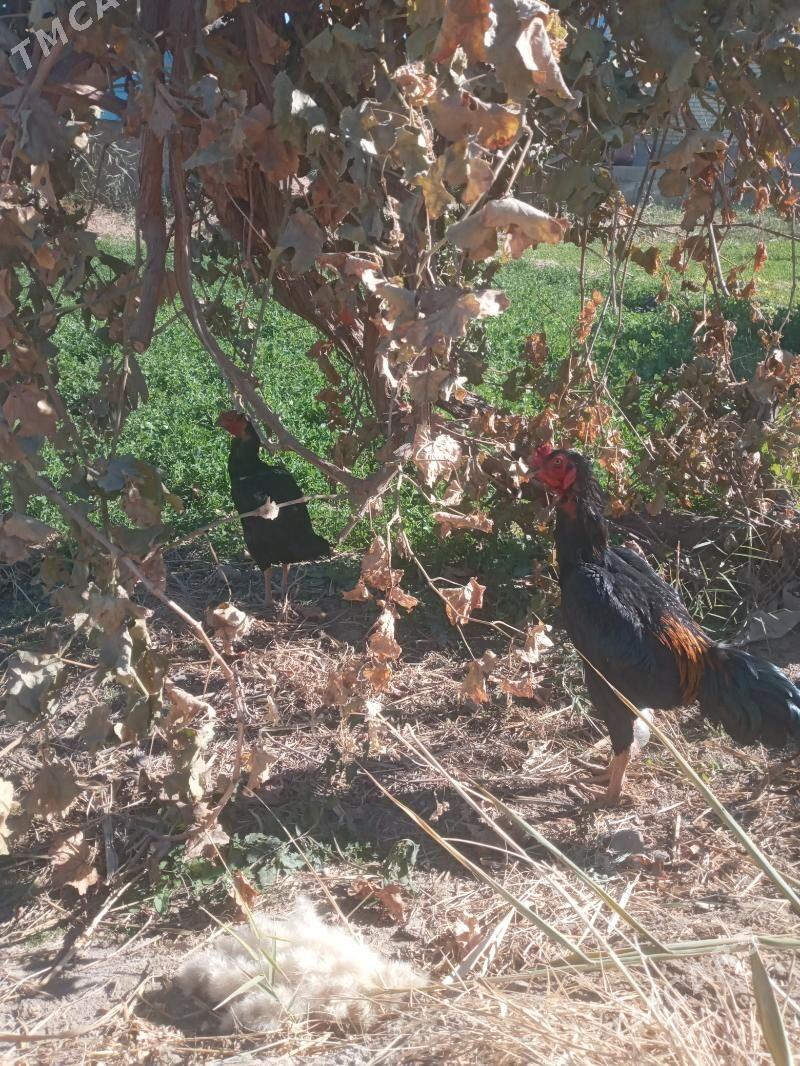 satlyk juyje - Дянев - img 1