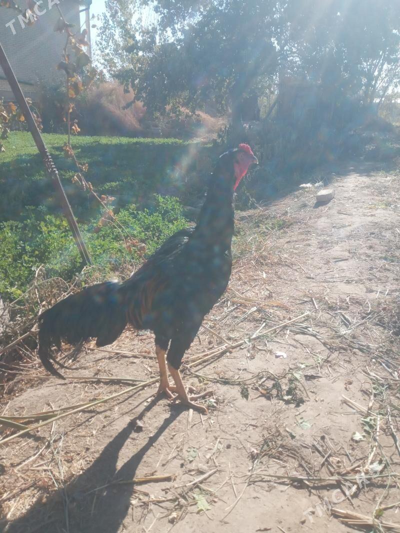 satlyk juyje - Дянев - img 5