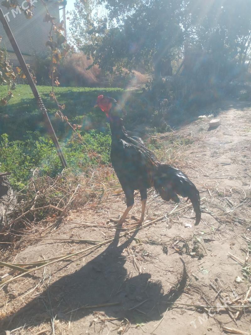 satlyk juyje - Дянев - img 4