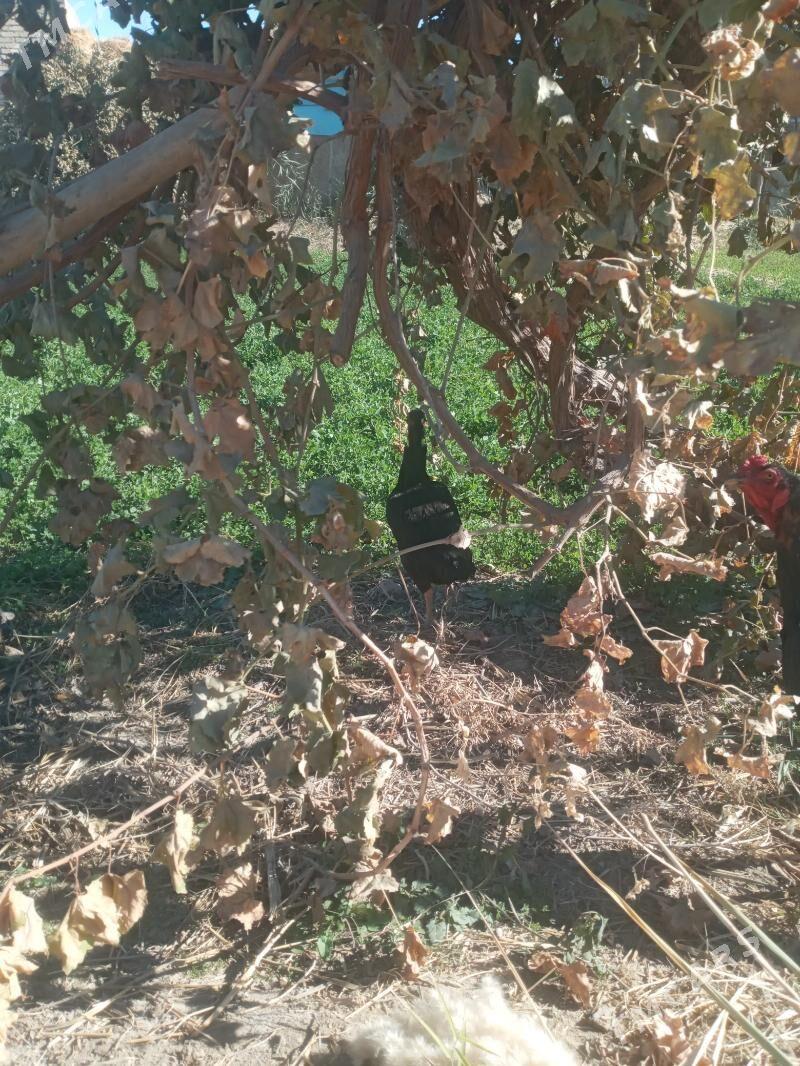 satlyk juyje - Дянев - img 2