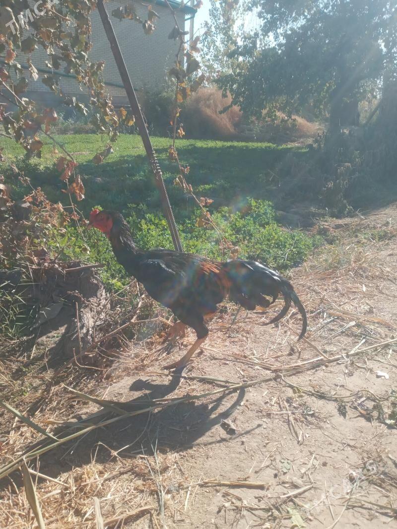 satlyk juyje - Дянев - img 3