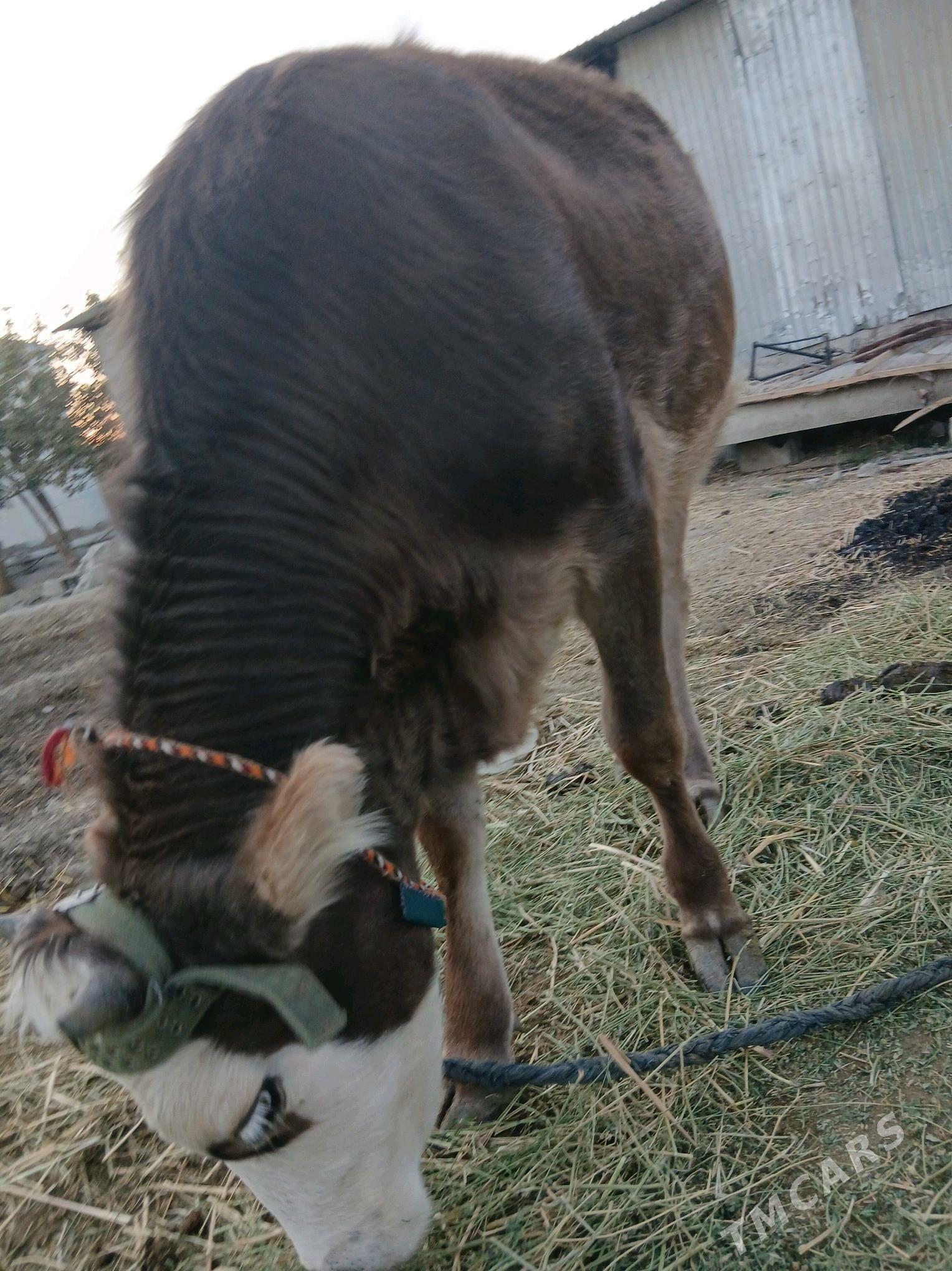 Tuwe - Gökdepe - img 3