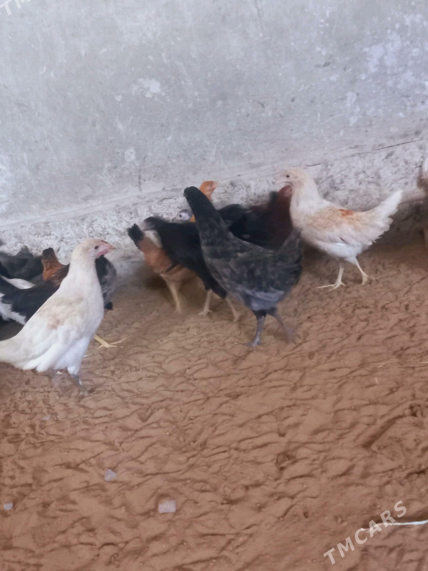 juje towuk - Мары - img 2