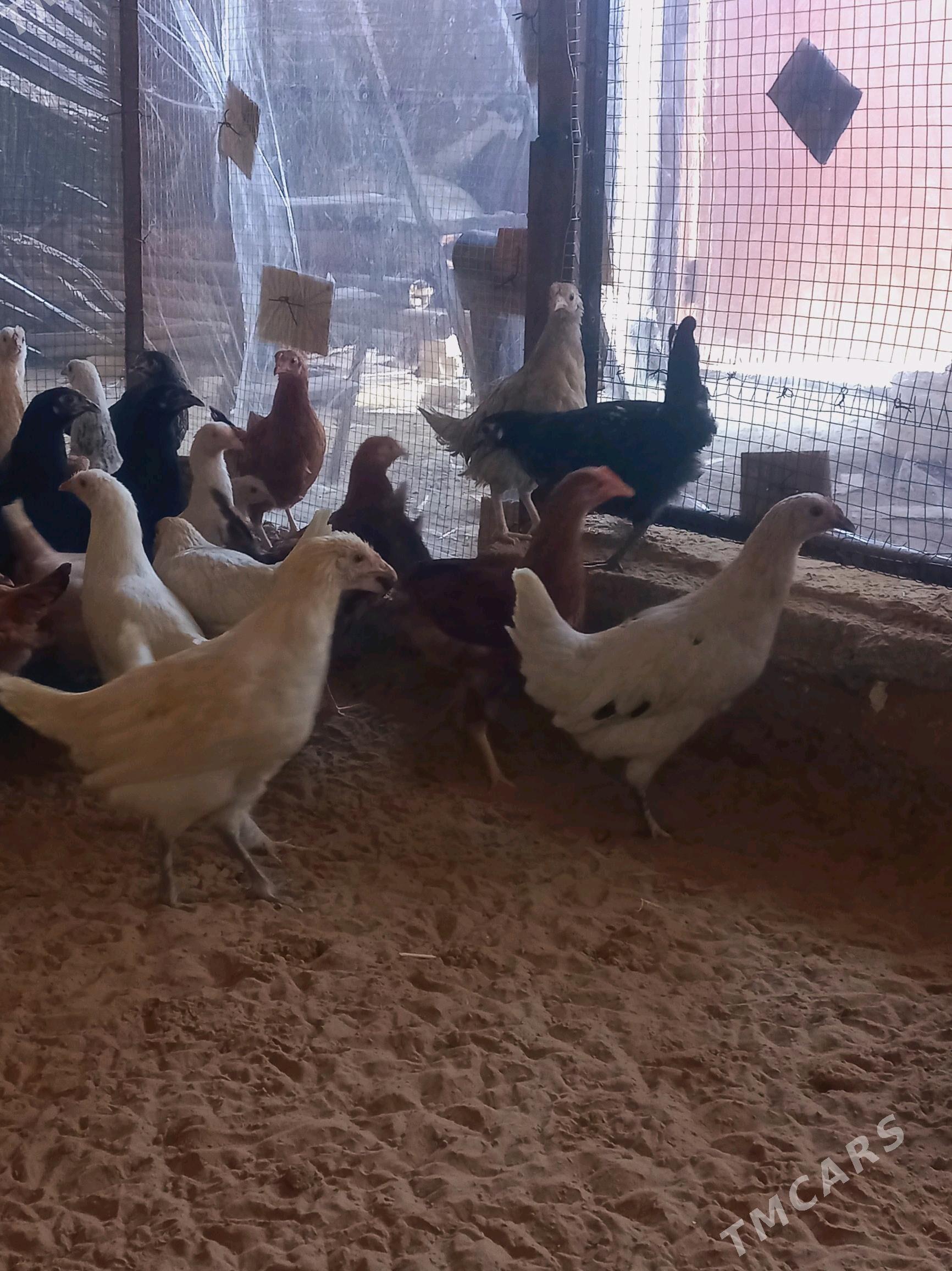 juje towuk - Мары - img 1