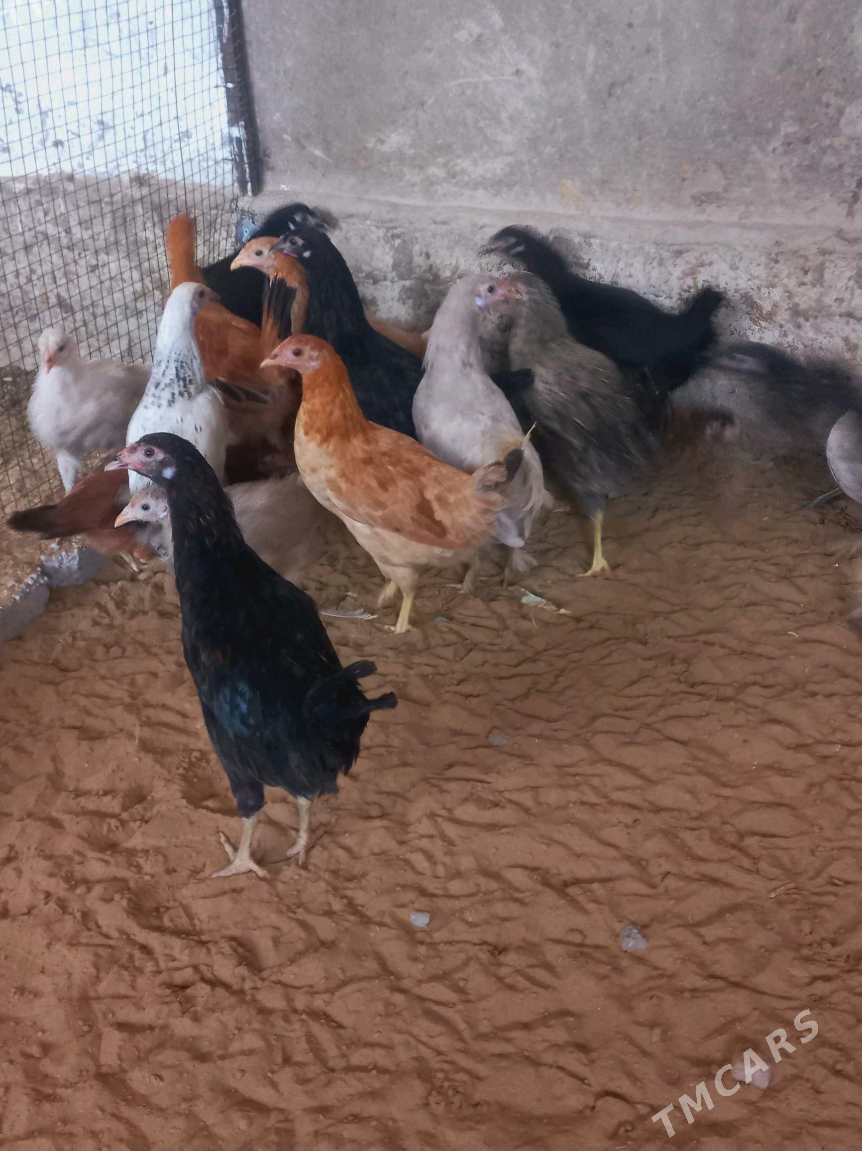 juje towuk - Мары - img 3