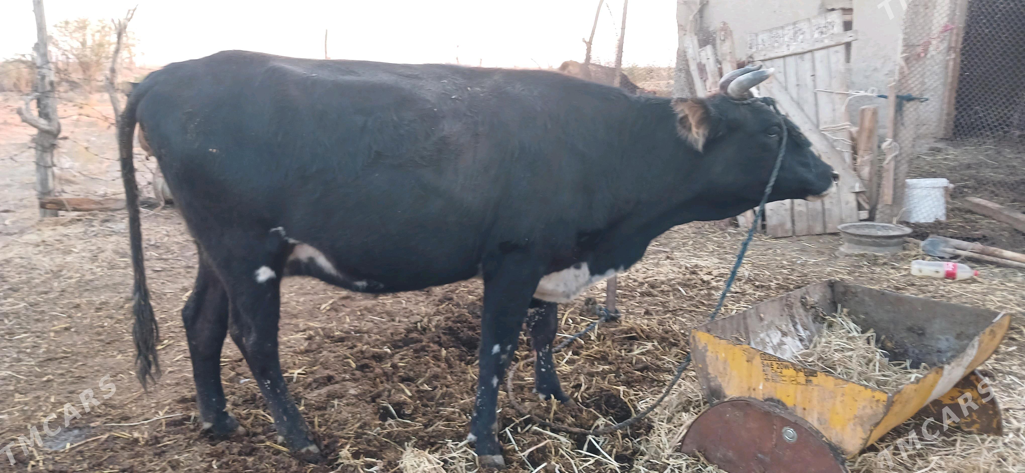 bogaz sygyr - Kaka - img 5