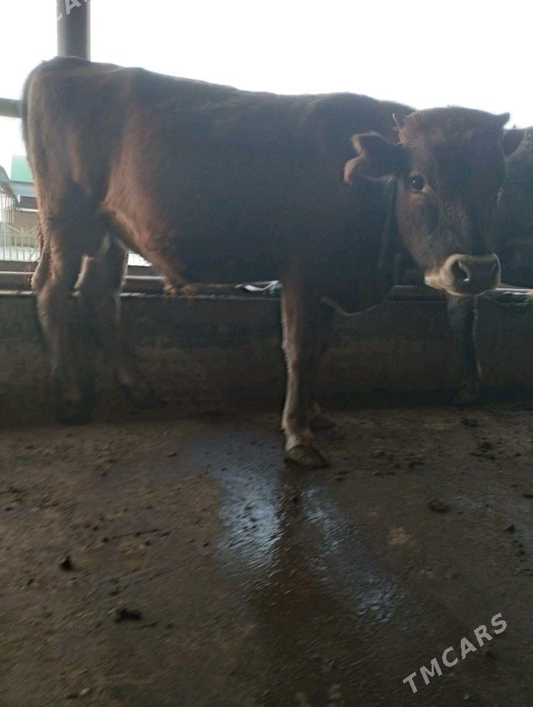 Öküz - Babadaýhan - img 3