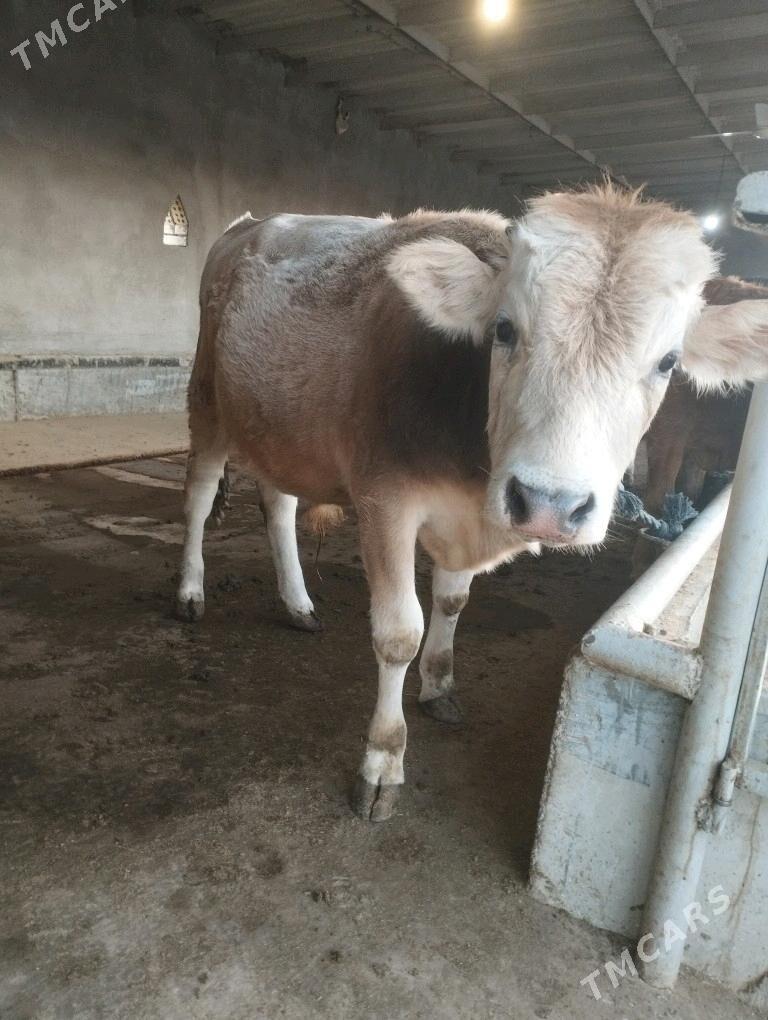 Öküz - Babadaýhan - img 2