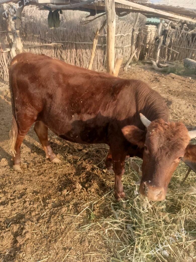 okuz - Sakarçäge - img 1