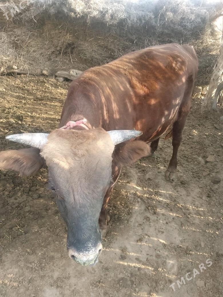 okuz - Sakarçäge - img 4