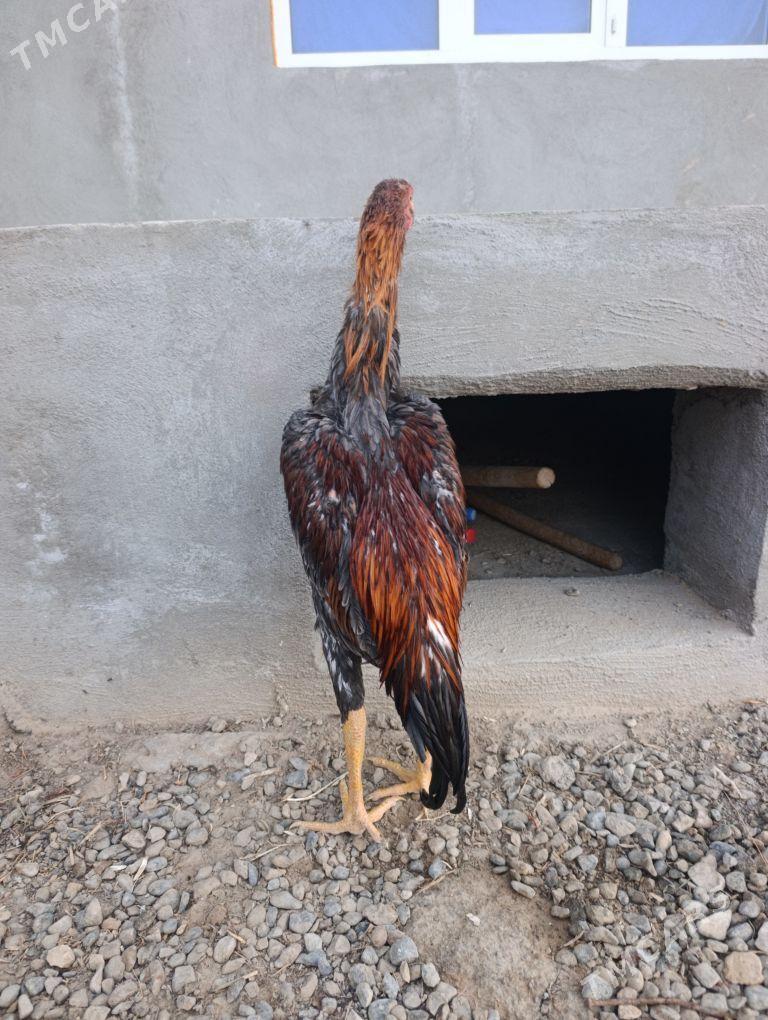 horaz juyje baysy - Байрамали - img 1