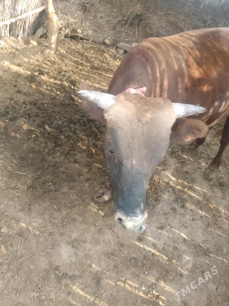 okuz - Sakarçäge - img 3