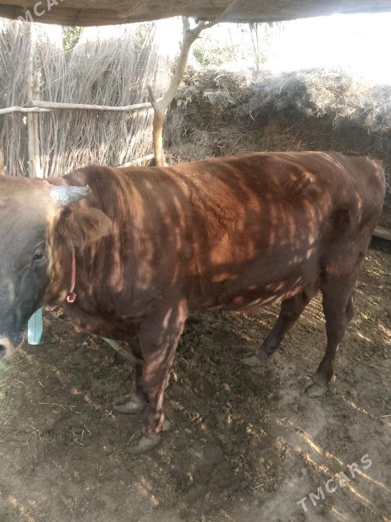 okuz - Sakarçäge - img 5