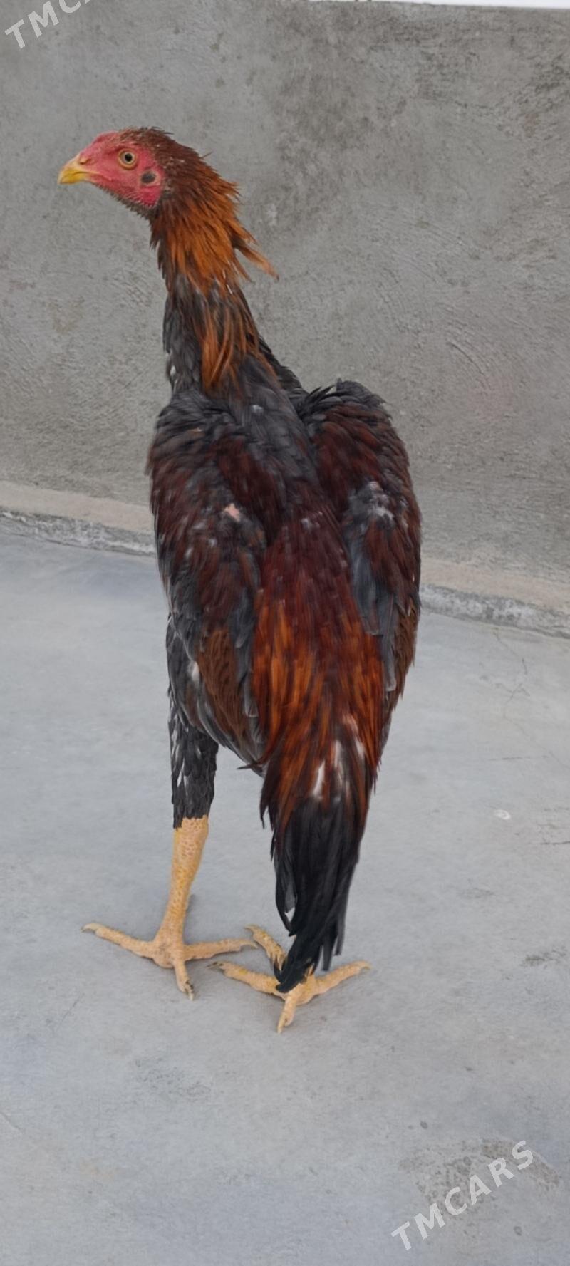 horaz juyje baysy - Байрамали - img 4