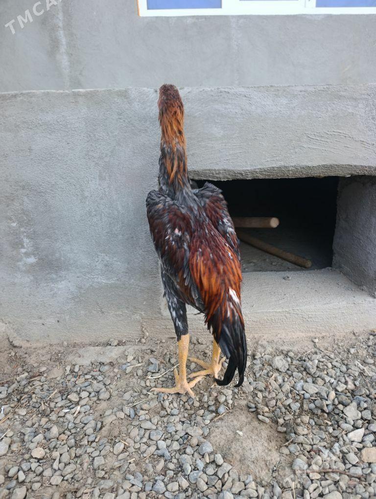 horaz juyje baysy - Байрамали - img 3