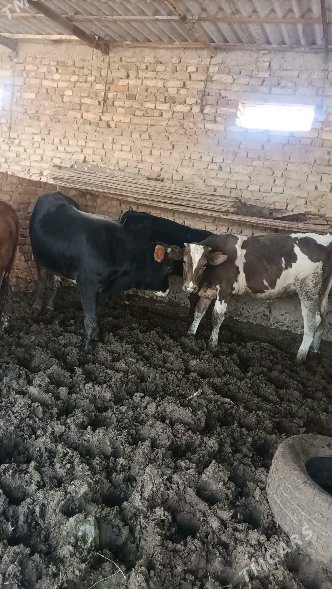 okuz - Бахарден - img 6