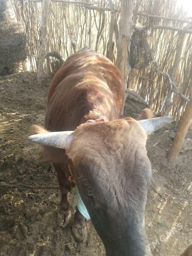 okuz - Sakarçäge - img 2