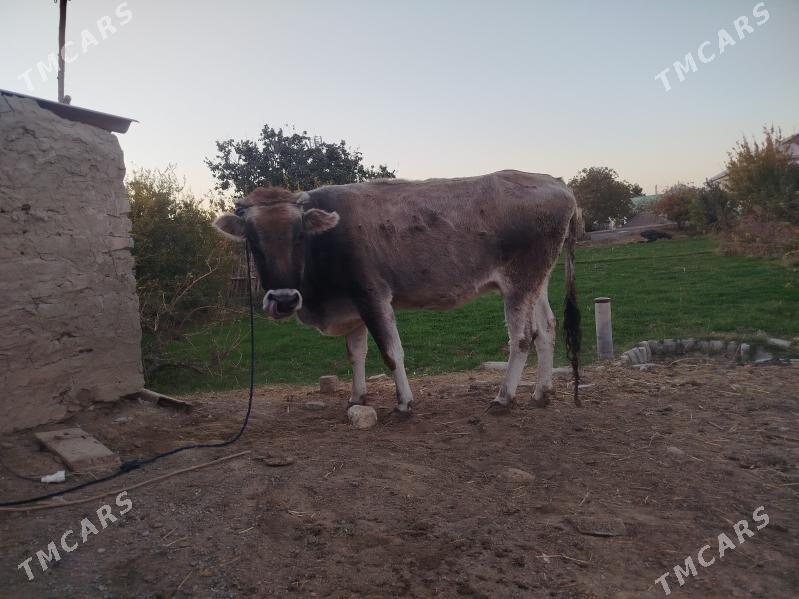 sygyr bakylan - Sakarçäge - img 7