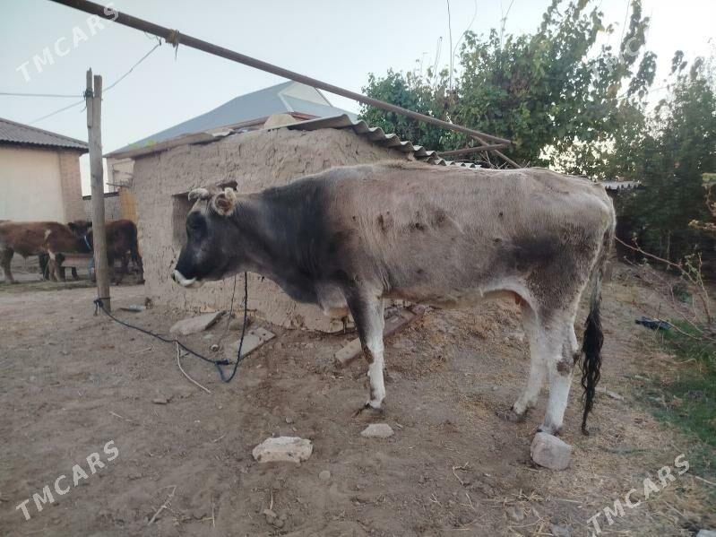 sygyr bakylan - Sakarçäge - img 4