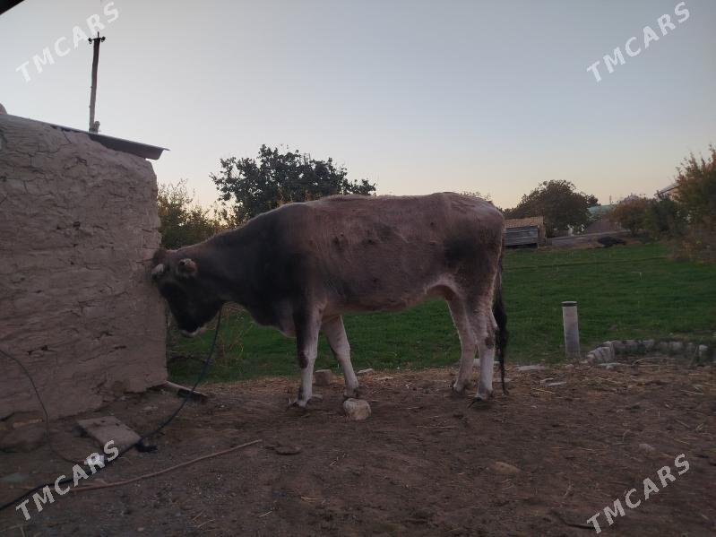 sygyr bakylan - Sakarçäge - img 5