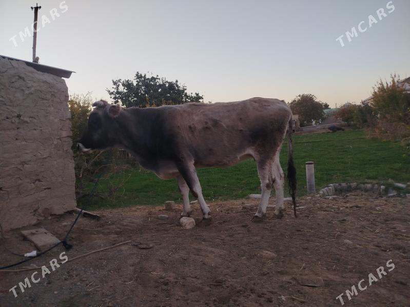 sygyr bakylan - Sakarçäge - img 6