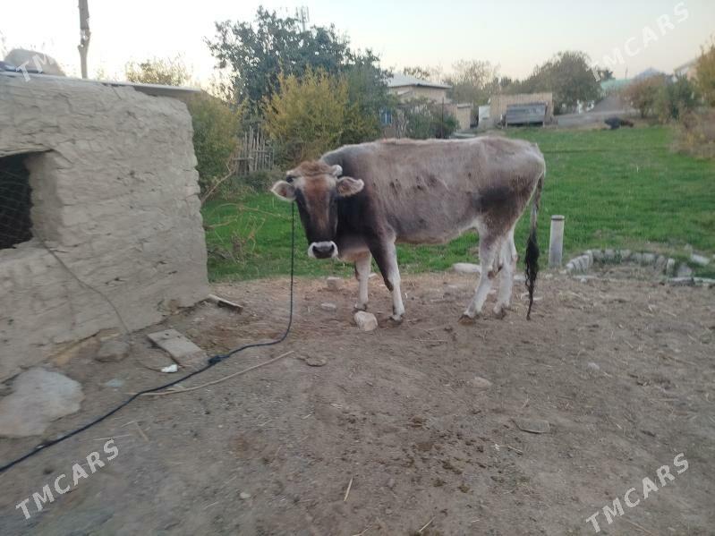 sygyr bakylan - Sakarçäge - img 10