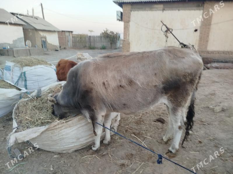 sygyr bakylan - Sakarçäge - img 9