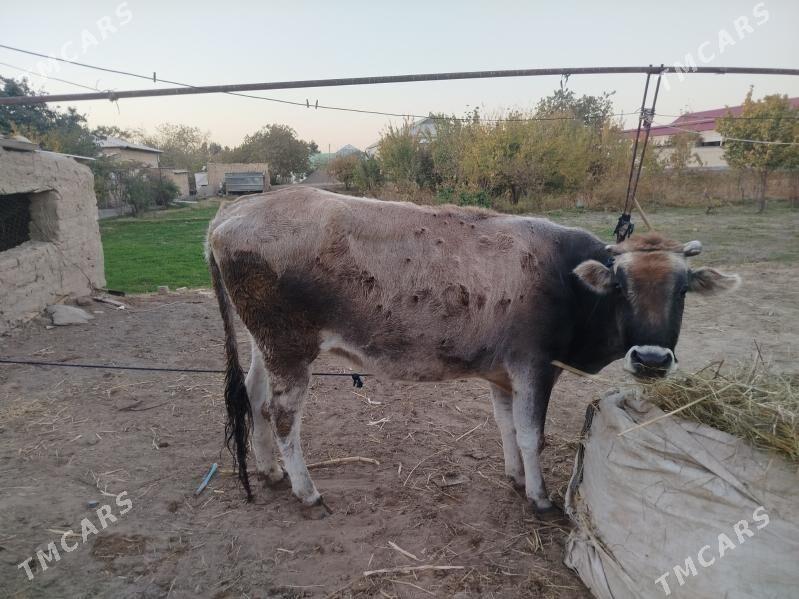 sygyr bakylan - Sakarçäge - img 8