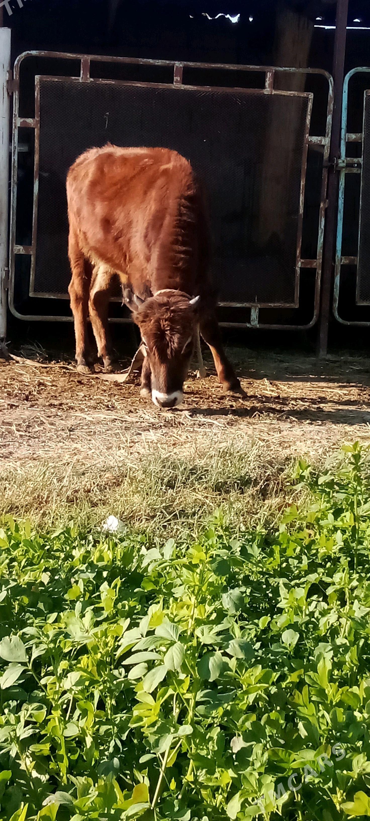 окуз - Bäherden - img 1