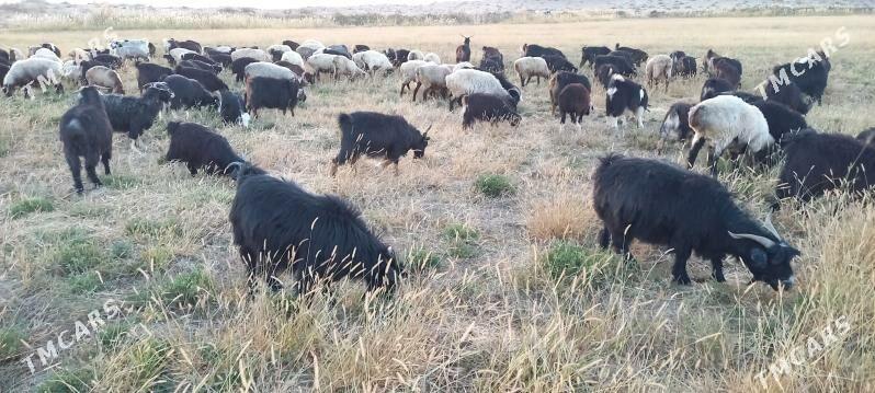 geci - Bäherden - img 3