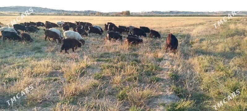 geci - Bäherden - img 4