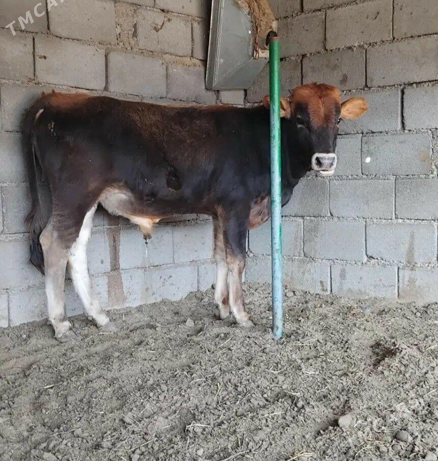 ŞWES OKUZ - Büzmeýin - img 1