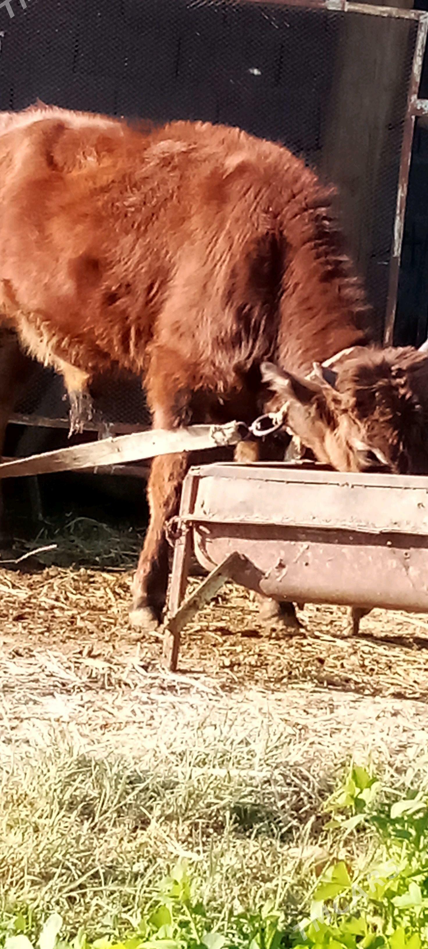 окуз - Bäherden - img 2