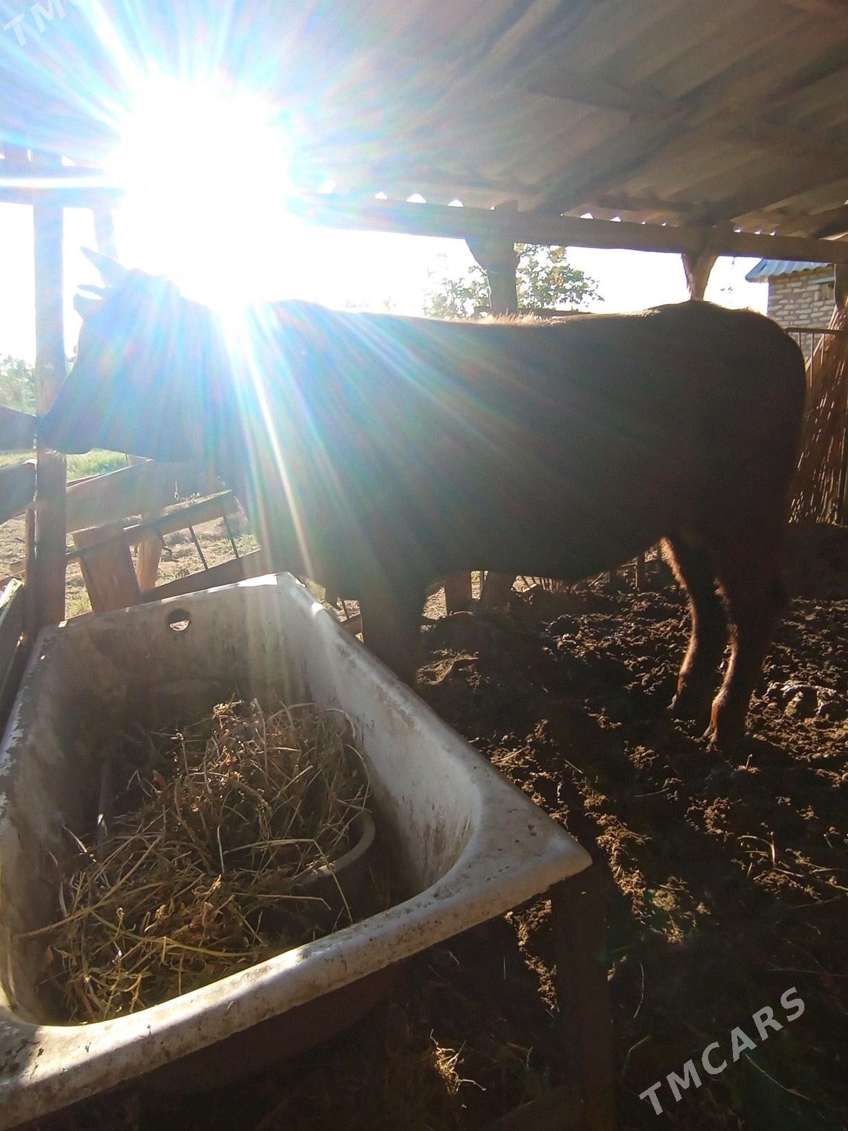 Okuzce - Мары - img 1