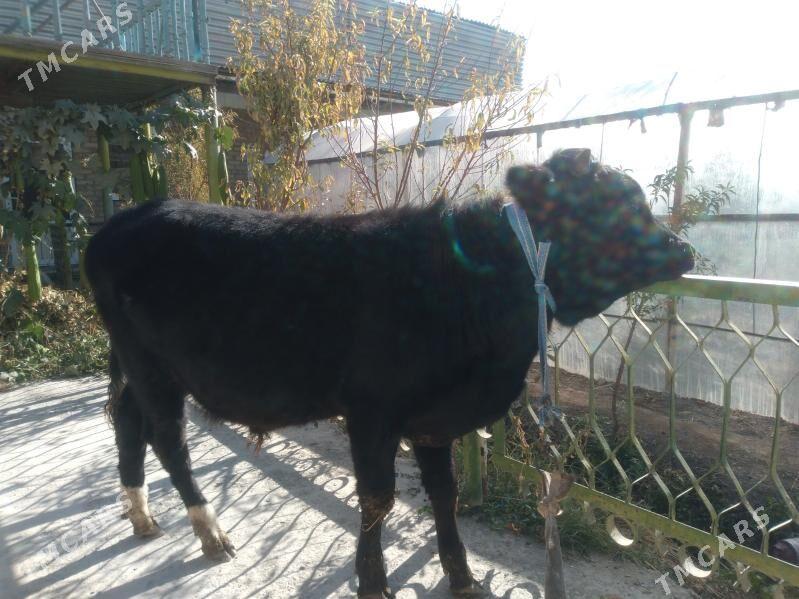 baklyk öküzçe mitis. - Чарджоу - img 1