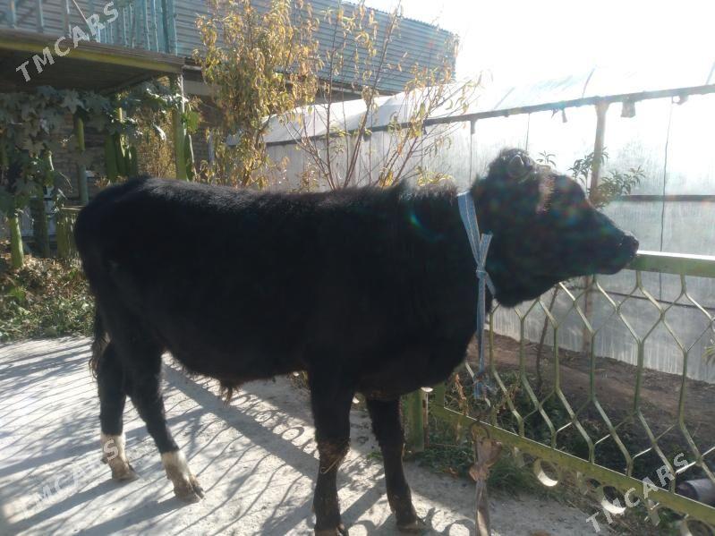 baklyk öküzçe mitis. - Чарджоу - img 5