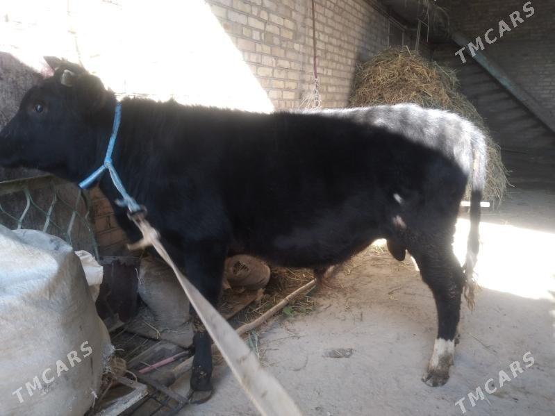 baklyk öküzçe mitis. - Чарджоу - img 6