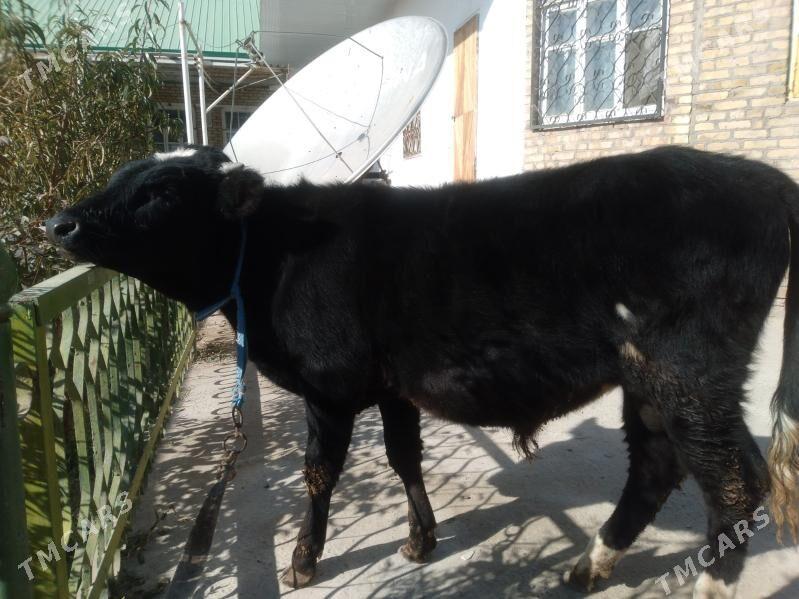 baklyk öküzçe mitis. - Чарджоу - img 4