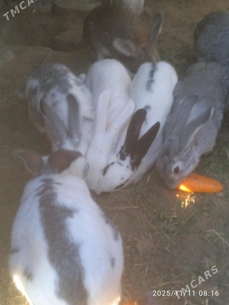 towsan - Sakarçäge - img 1