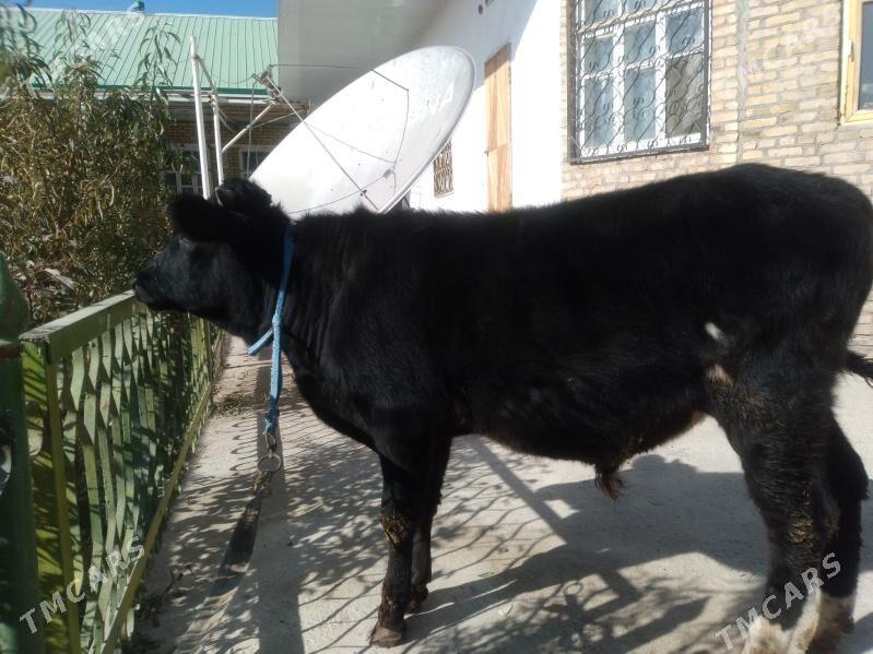 baklyk öküzçe mitis. - Чарджоу - img 2