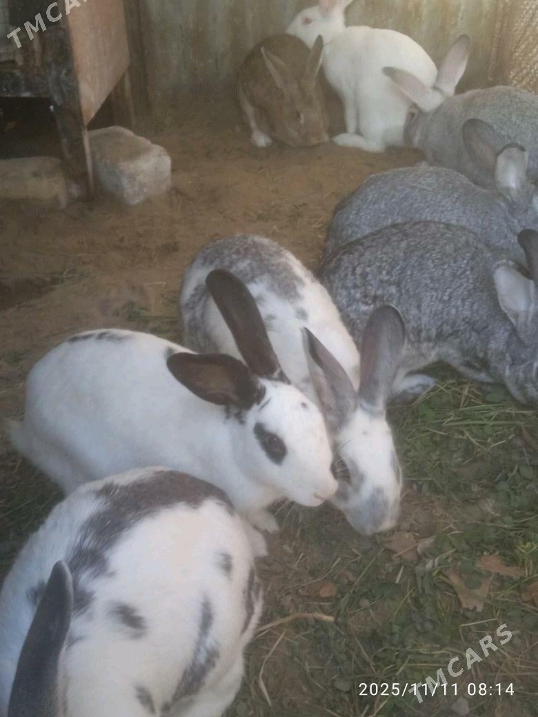 towsan - Sakarçäge - img 5