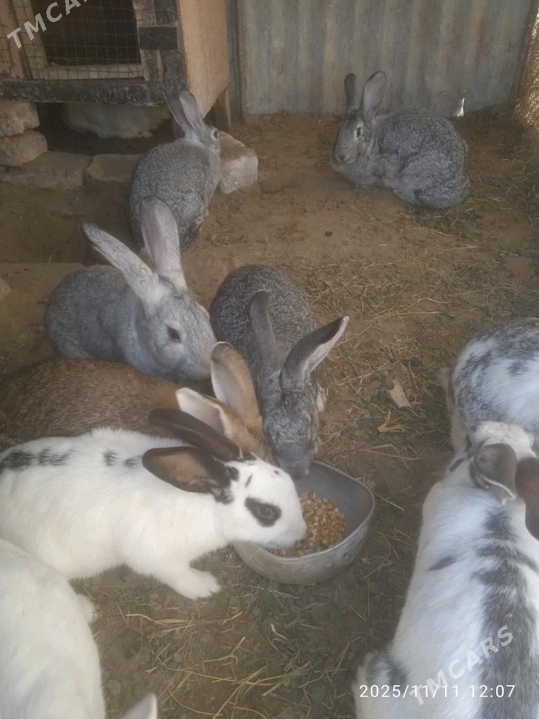 towsan - Sakarçäge - img 3