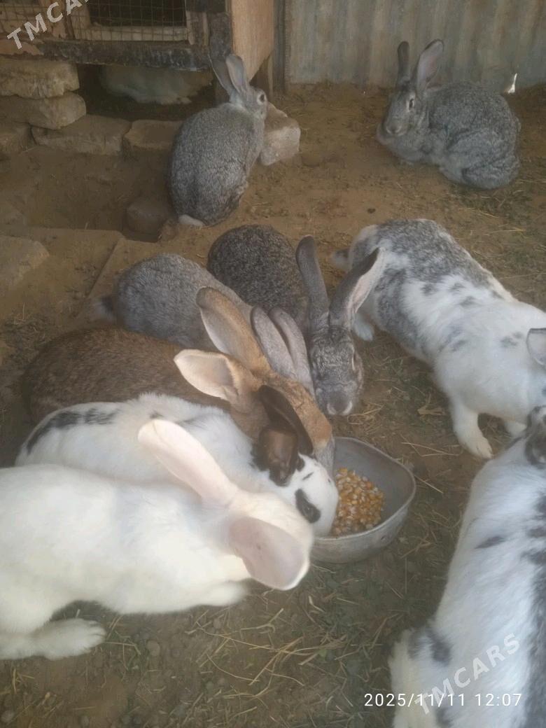 towsan - Sakarçäge - img 2