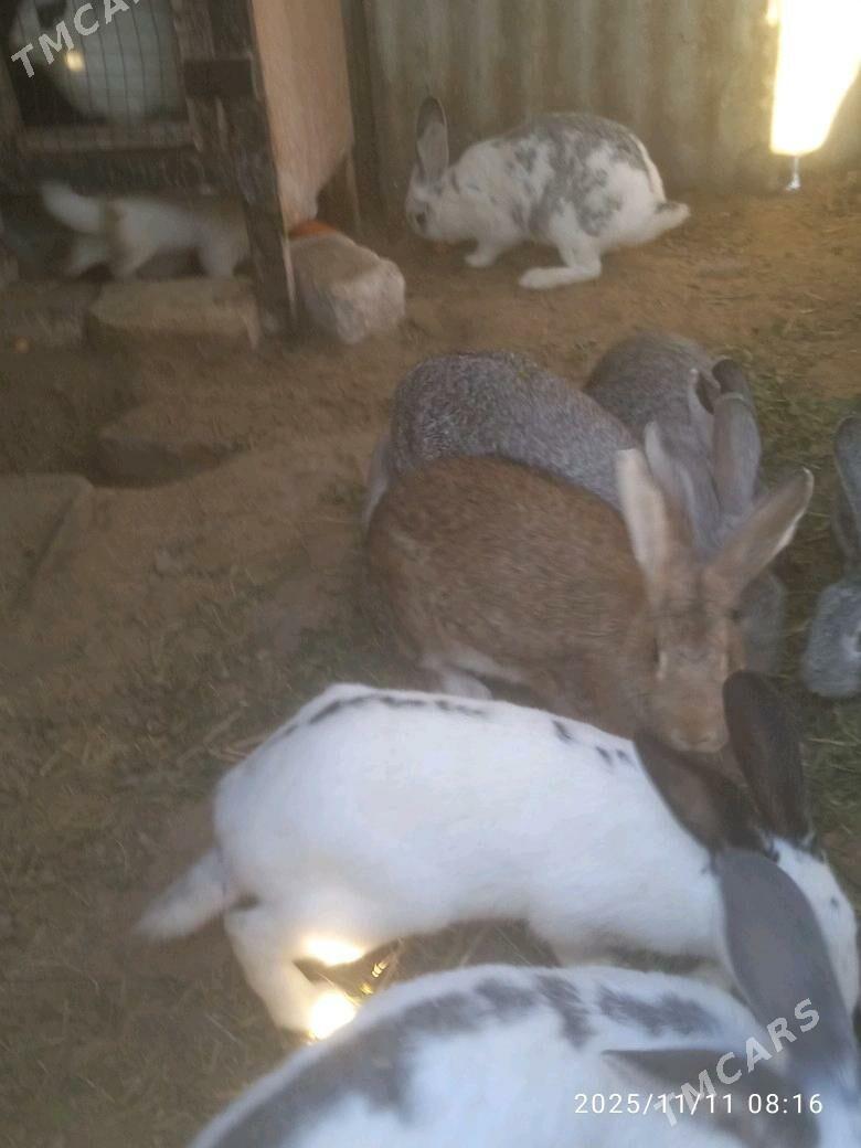 towsan - Sakarçäge - img 4