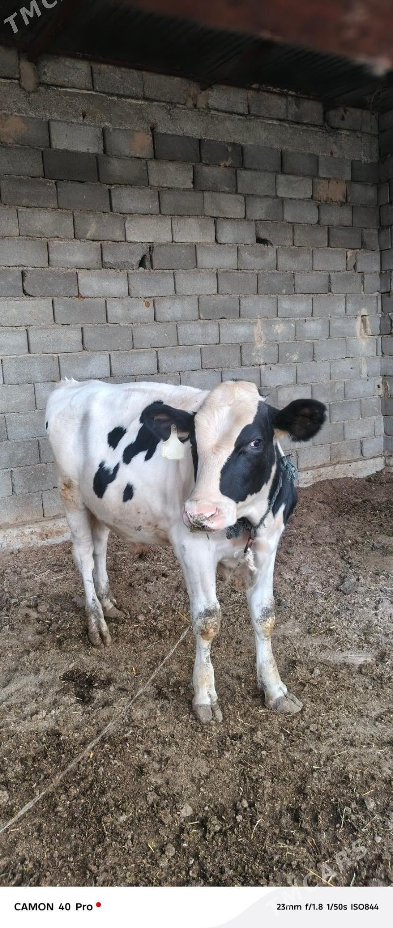 Гольштейн. golsteyn ala okuz - Гёкдже - img 1